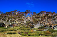 LS122 Summer, Snow Gums, Kosciuszko National Park NSW